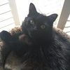 catmajor